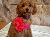 Cavapoo - nuotraukos Nr. 29