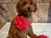 Cavapoo - nuotraukos Nr. 31