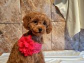 Cavapoo - nuotraukos Nr. 32