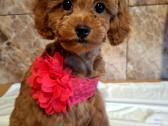 Cavapoo - nuotraukos Nr. 33