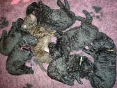 Garbanotas retriveris / Curly coated retriever - nuotraukos Nr. 4