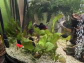 Akvariumas - nuotraukos Nr. 2