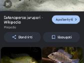 Satanoperca jurupari (Jurupari žuvis). - nuotraukos Nr. 3