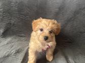 Mergyte maltipoo - nuotraukos Nr. 4