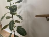Margalapis fikusas Elastica Doescheri - nuotraukos Nr. 2