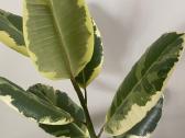 Margalapis fikusas Elastica Doescheri - nuotraukos Nr. 4