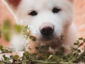 Akita Inu šuniukai - nuotraukos Nr. 2