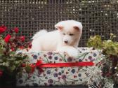 Akita Inu šuniukai - nuotraukos Nr. 4