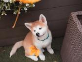 Akita Inu šuniukai - nuotraukos Nr. 5