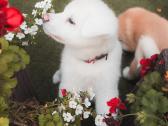 Akita Inu šuniukai - nuotraukos Nr. 6