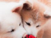 Akita Inu šuniukai - nuotraukos Nr. 7