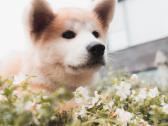 Akita Inu šuniukai - nuotraukos Nr. 8