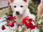 Akita Inu šuniukai - nuotraukos Nr. 9