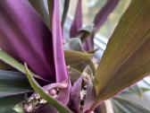 Didelis žydintis dvispalvis rėjus (Tradescantia) - nuotraukos Nr. 2