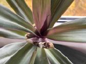 Didelis žydintis dvispalvis rėjus (Tradescantia) - nuotraukos Nr. 3