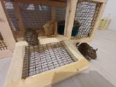 Parduodu degu su narvu, maistu ir kitais priedais - nuotraukos Nr. 3
