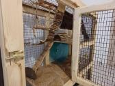 Parduodu degu su narvu, maistu ir kitais priedais - nuotraukos Nr. 4
