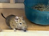 Parduodu degu su narvu, maistu ir kitais priedais - nuotraukos Nr. 8