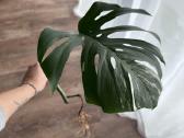 Monstera albo variagata karpiniai - nuotraukos Nr. 3