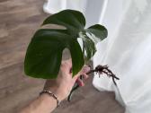 Monstera albo variagata karpiniai - nuotraukos Nr. 4