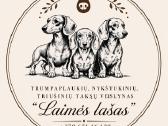 Triušiniai taksiukai su kilmes dok - nuotraukos Nr. 13