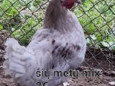 Gaidžiai - nuotraukos Nr. 8
