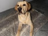Labradoro retriveris - nuotraukos Nr. 3