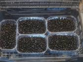 Žvirblių ūkis švieži produktai - nuotraukos Nr. 10