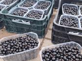 Žvirblių ūkis švieži produktai - nuotraukos Nr. 11