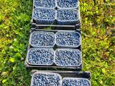 Žvirblių ūkis švieži produktai - nuotraukos Nr. 17