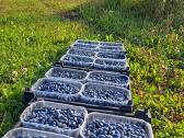 Žvirblių ūkis švieži produktai - nuotraukos Nr. 18