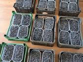 Žvirblių ūkis švieži produktai - nuotraukos Nr. 19