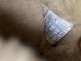 Ugg batai - nuotraukos Nr. 6