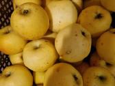 Parduodami skinti obuoliai - nuotraukos Nr. 2