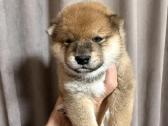Shiba inu kilmingi šuniukai - nuotraukos Nr. 3