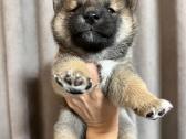 Shiba inu kilmingi šuniukai - nuotraukos Nr. 4
