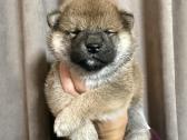 Shiba inu kilmingi šuniukai - nuotraukos Nr. 5