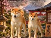 Shiba inu kilmingi šuniukai - nuotraukos Nr. 6