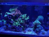 Parduodamas jūrinis akvariumas Red Sea Reefer 250 - nuotraukos Nr. 2