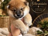Shiba inu kilmingi šuniukai - nuotraukos Nr. 2