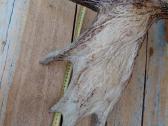 Ragai - nuotraukos Nr. 5