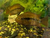 Paraduomos žuvys Rainbow Cichlid - nuotraukos Nr. 2