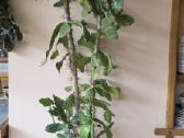125 cm 8 metų kaktusas opuncija - nuotraukos Nr. 2