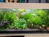 Akvariumo augalai po 5€ rinkinukas - nuotraukos Nr. 3