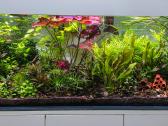 Akvariumo augalai po 5€ rinkinukas - nuotraukos Nr. 4