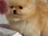 Persikinis Mini boo berniukas pomeranas - nuotraukos Nr. 2
