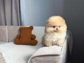 Persikinis Mini boo berniukas pomeranas - nuotraukos Nr. 3