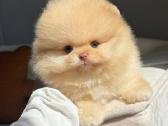 Persikinis Mini boo berniukas pomeranas - nuotraukos Nr. 4