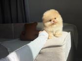 Persikinis Mini boo berniukas pomeranas - nuotraukos Nr. 5