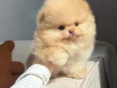 Persikinis Mini boo berniukas pomeranas - nuotraukos Nr. 6